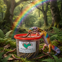 geckorainbowqdf1 small